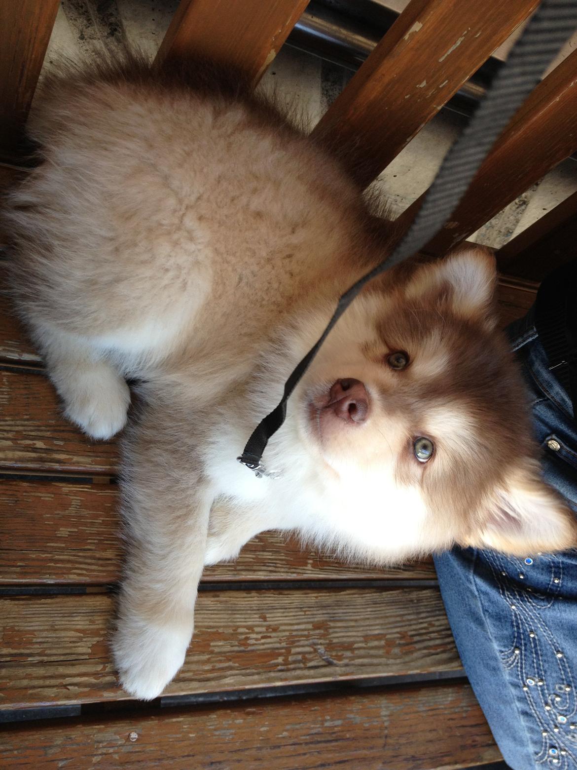 Finsk lapphund Cody  (Almlieds Isaac) billede 2