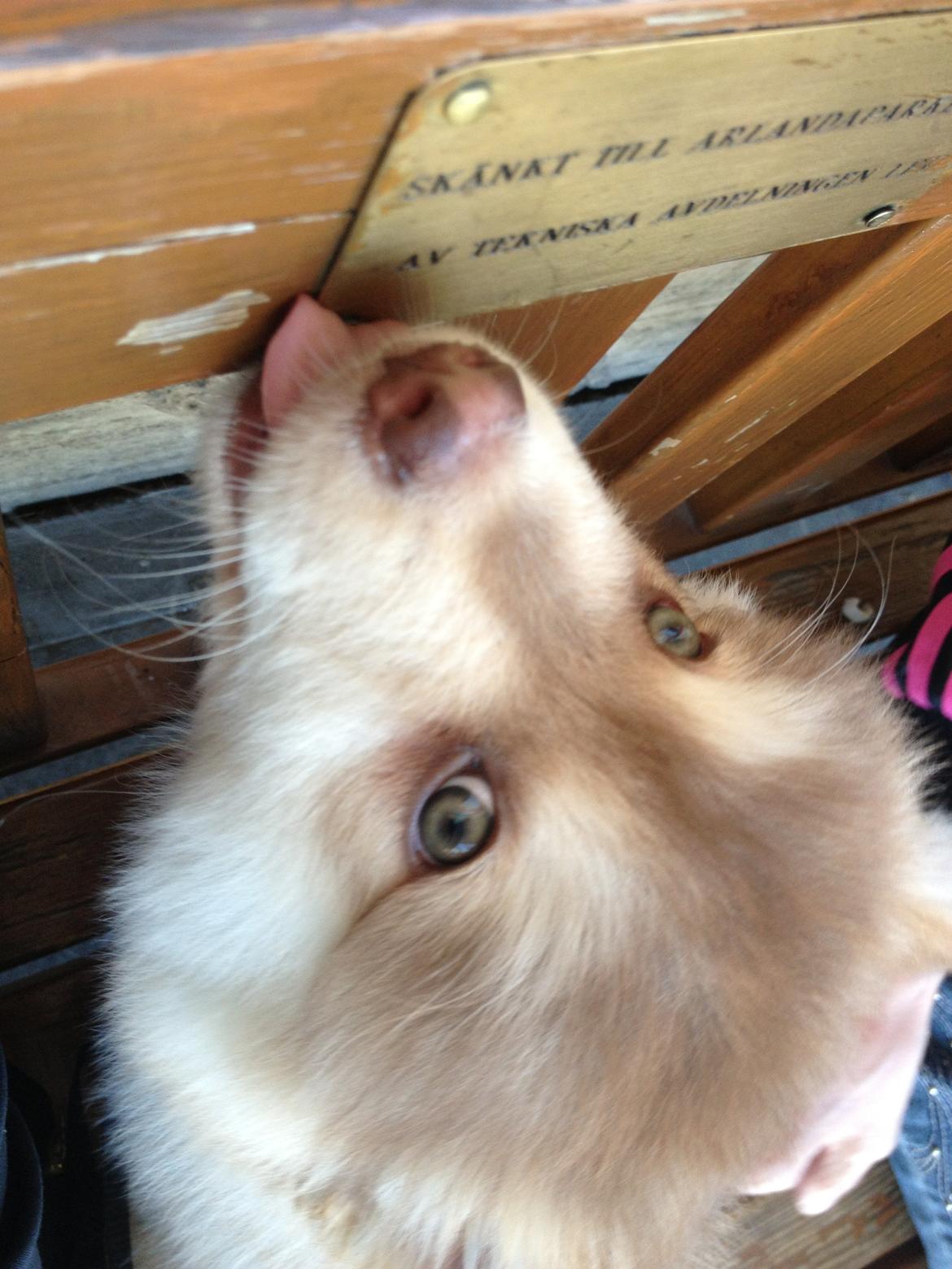 Finsk lapphund Cody  (Almlieds Isaac) billede 7