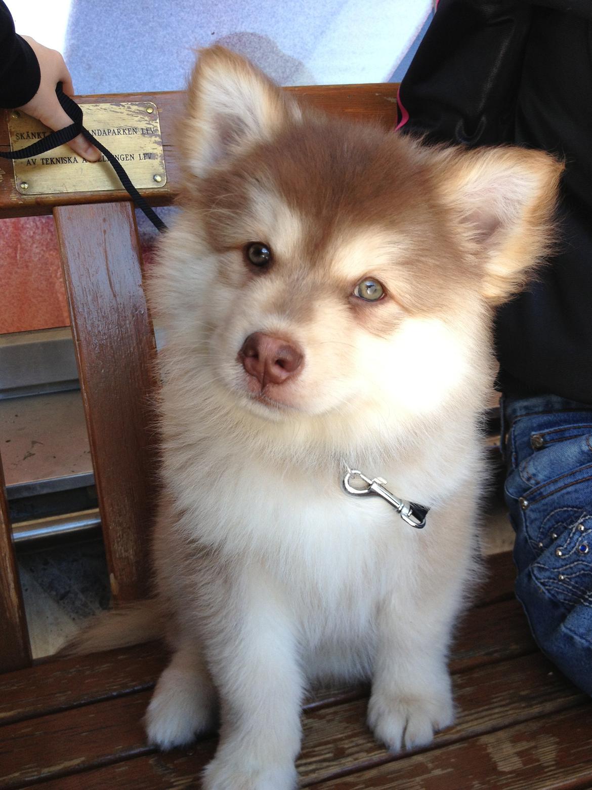 Finsk lapphund Cody  (Almlieds Isaac) billede 1