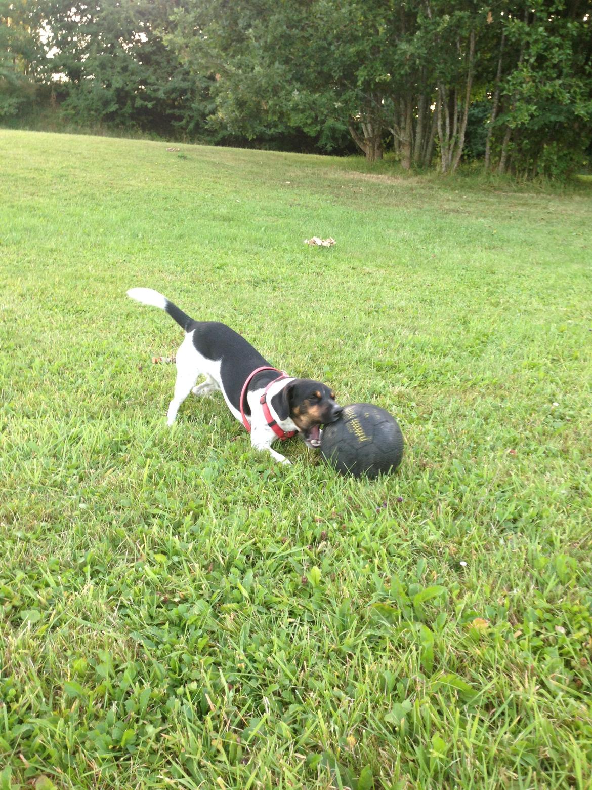 Dansk svensk gaardhund Oscar billede 7
