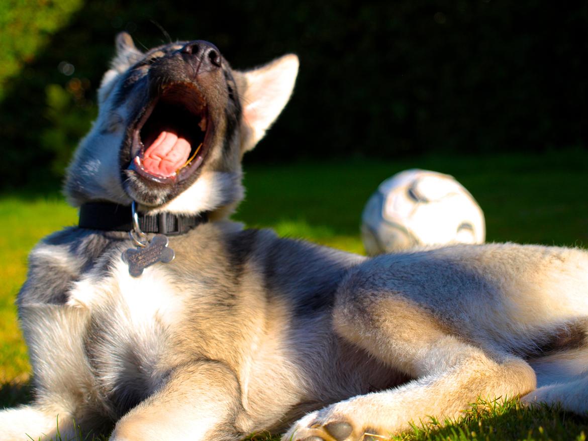 Siberian husky Wolf - Wolf 15 uger billede 22