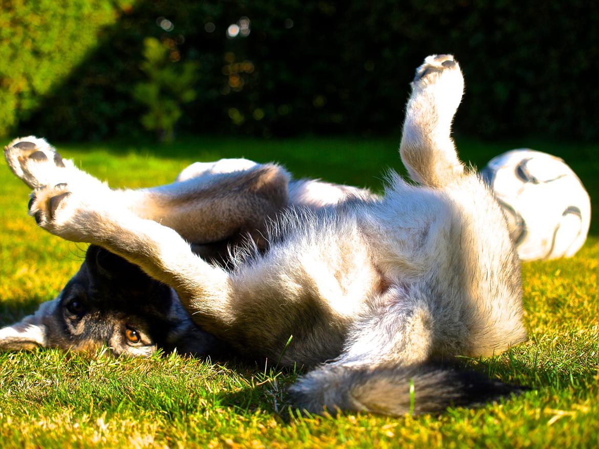 Siberian husky Wolf - Wolf 15 uger billede 21