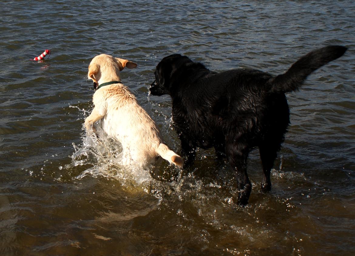 Labrador retriever Django*himmelhund* billede 45