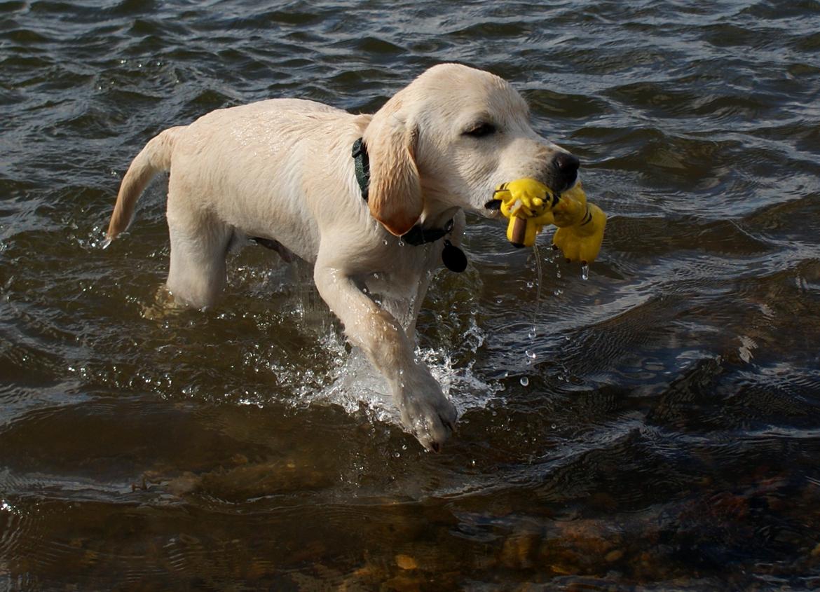Labrador retriever Django*himmelhund* billede 22