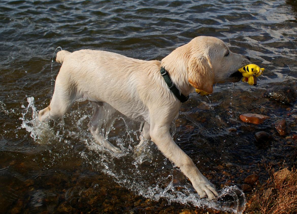 Labrador retriever Django*himmelhund* billede 21