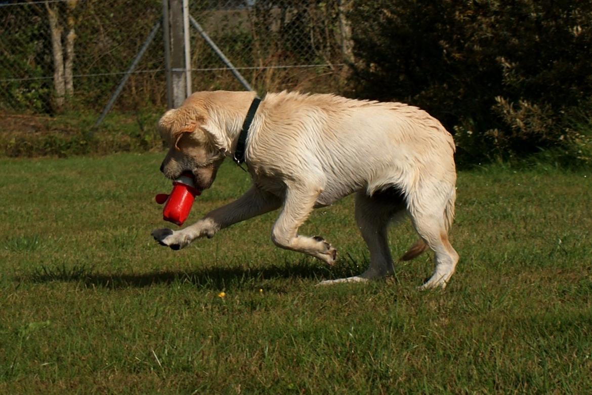 Labrador retriever Django*himmelhund* - leger lige lidt efter en tur i søen billede 27