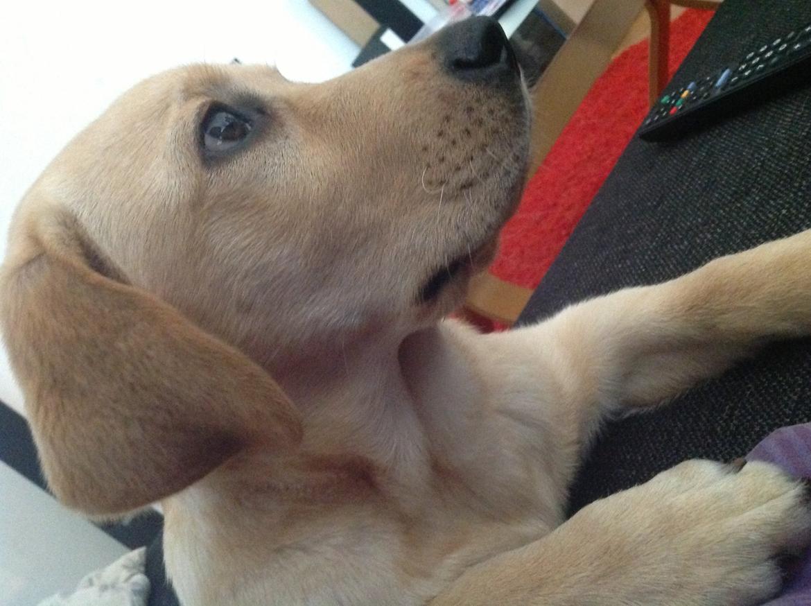 Labrador retriever Covo billede 9