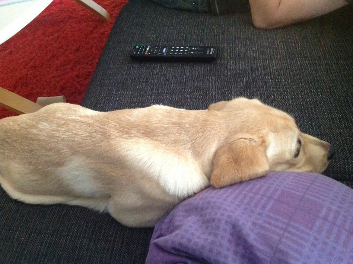 Labrador retriever Covo billede 10