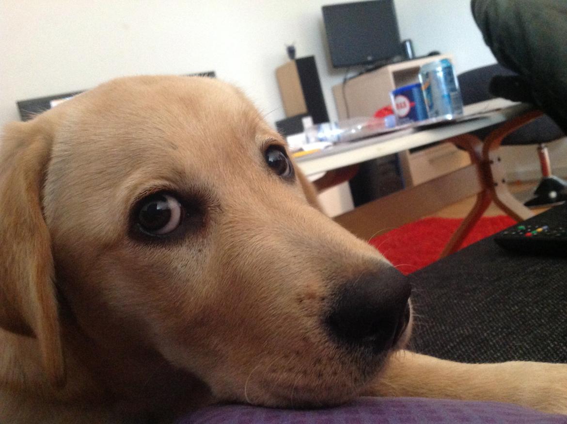 Labrador retriever Covo - Skal du virkelig tage flere billeder? :) billede 11