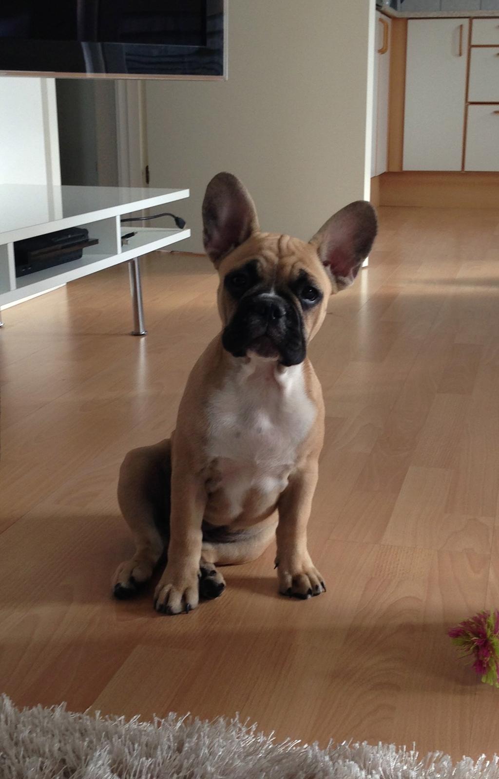 Fransk bulldog Joe - 14 uger billede 22