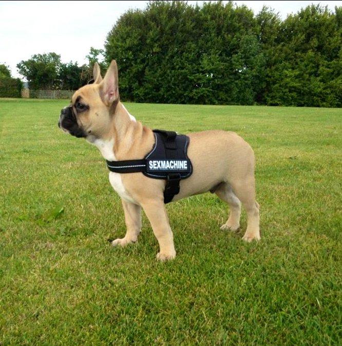 Fransk bulldog Joe - 14 uger billede 24