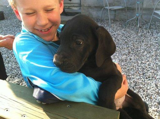 Grand danois Diva R. I.P min smukke engel <3 - 2. gang vi var ude og se Diva billede 1