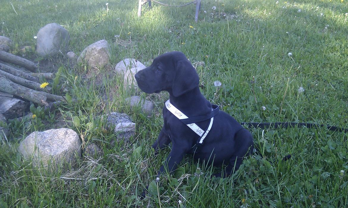 Grand danois Diva R. I.P min smukke engel <3 - ja hun var sku ikke ret stor den første dag hun kom hjem (25maj 2012) :) billede 3