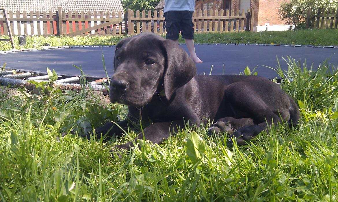 Grand danois Diva R. I.P min smukke engel <3 - nyder solen en af de første dage efter hun kom hjem :) billede 4