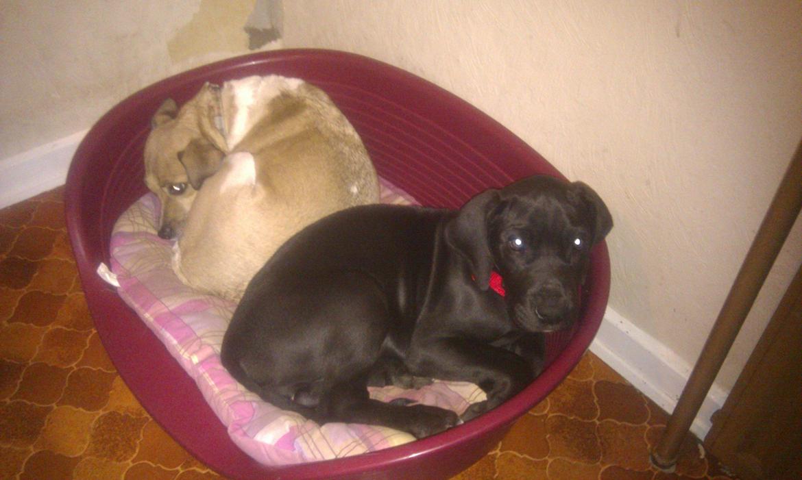 Grand danois Diva R. I.P min smukke engel <3 - putter ved min pap mor <3 billede 5