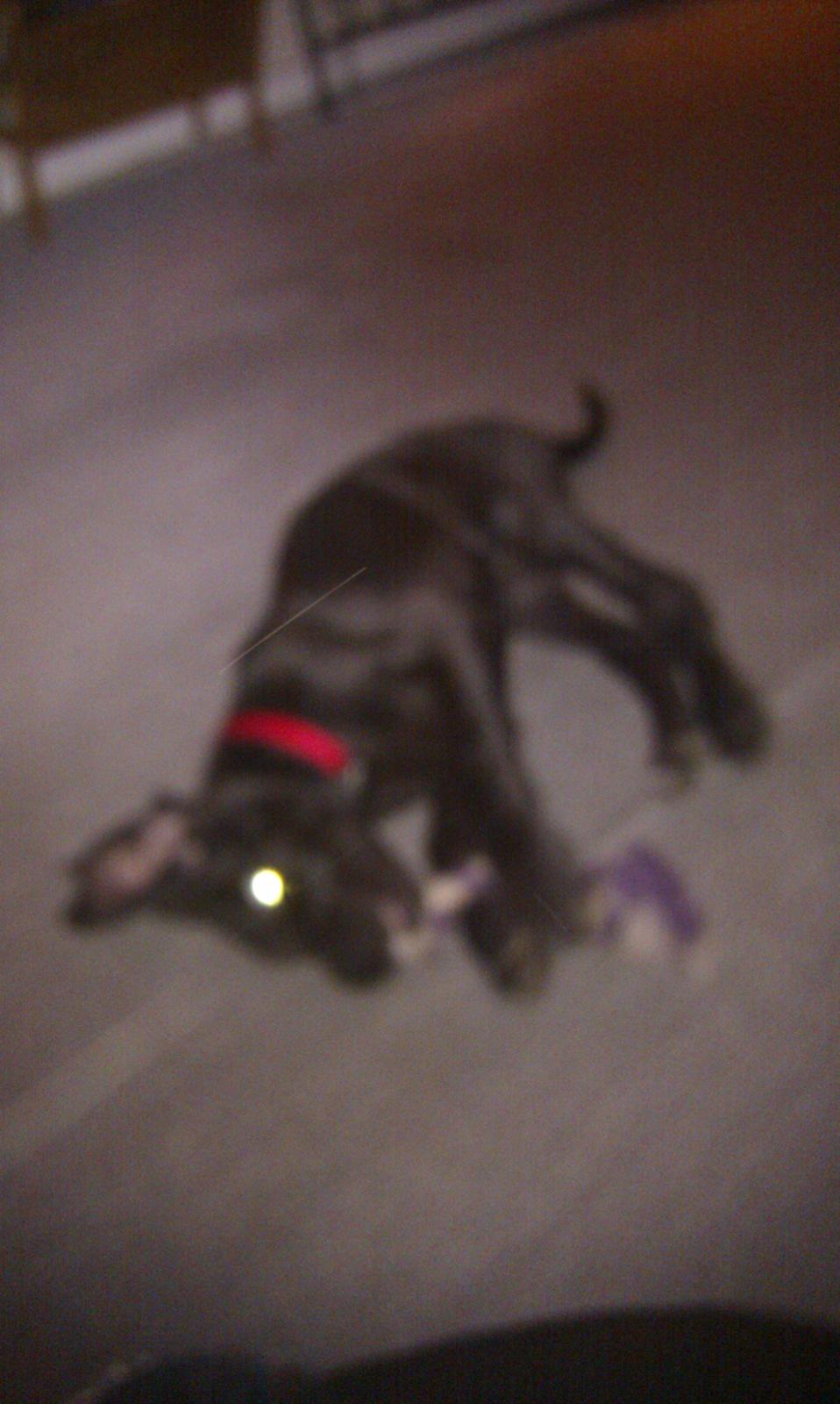 Grand danois Diva R. I.P min smukke engel <3 - tov legetøj er bare et hit. og det er det stadig idag :) billede 6