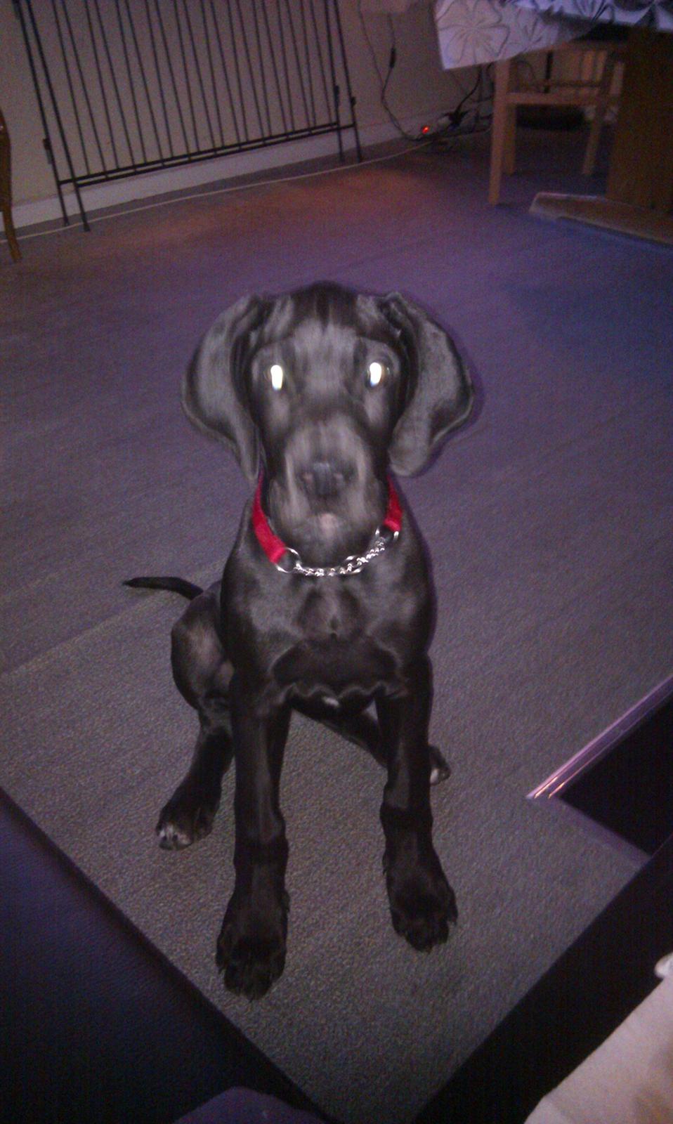 Grand danois Diva R. I.P min smukke engel <3 - ja ja du bliver da hurtig større og større :) billede 7