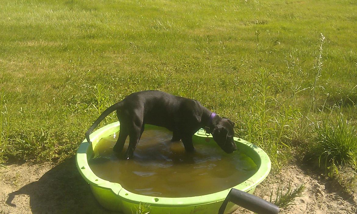 Grand danois Diva R. I.P min smukke engel <3 - sommer regnen havde fyldt drengens sandkasse med vand, det var da lige noget Diva kunne bruge :) billede 8