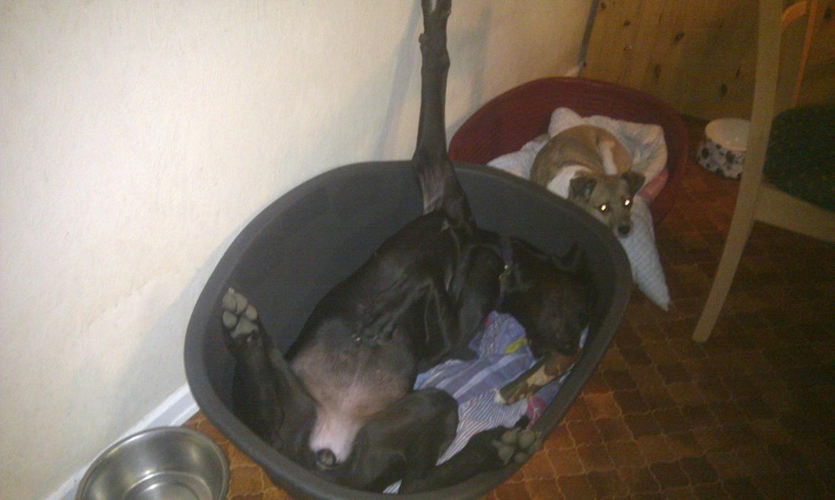 Grand danois Diva R. I.P min smukke engel <3 - hvaa madam såen hilser man ikke her :P hun er vist ved være for stor til kurven ;) billede 9