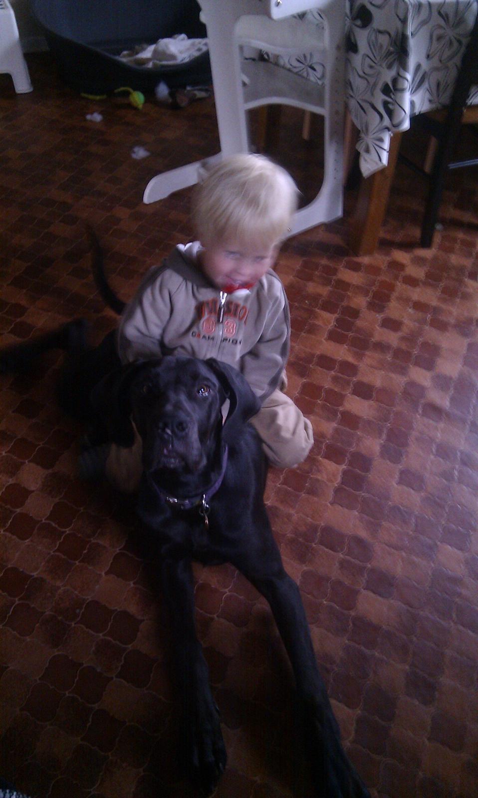 Grand danois Diva R. I.P min smukke engel <3 - bedste venner <3 Diva og Jonas <3 billede 10