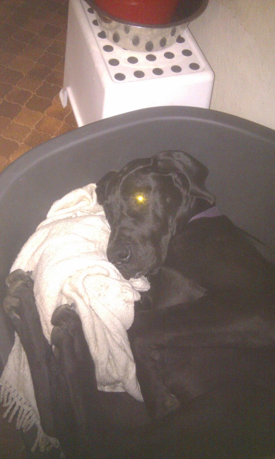 Grand danois Diva R. I.P min smukke engel <3 - det kan bare ikke være behageligt at ligge såen :P billede 11