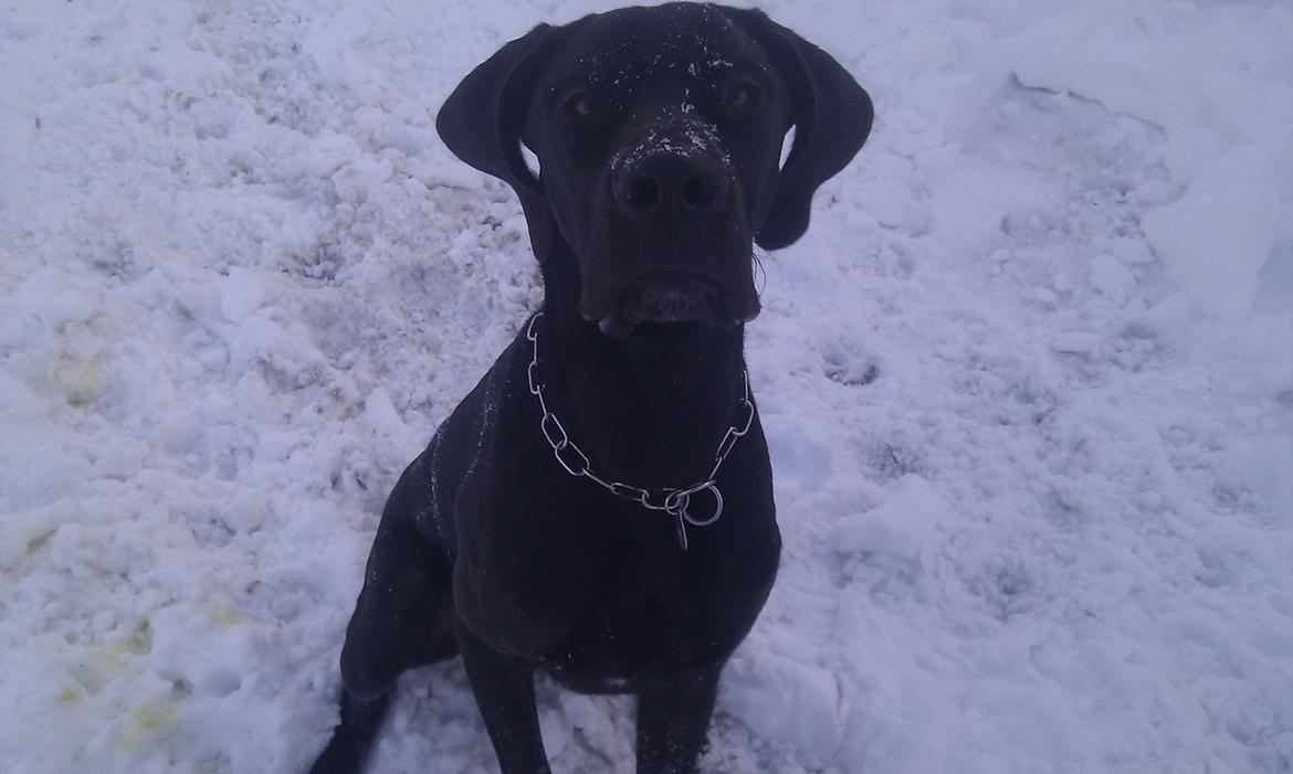 Grand danois Diva R. I.P min smukke engel <3 - hvad kigger du på kast nu nogle af de der kolde bolde :) billede 13