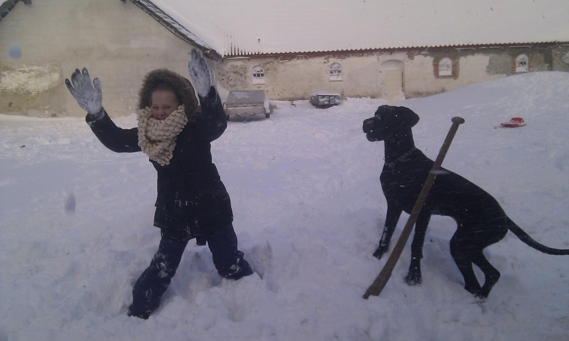 Grand danois Diva R. I.P min smukke engel <3 - u uh jeg har den, jeg har den :P billede 14