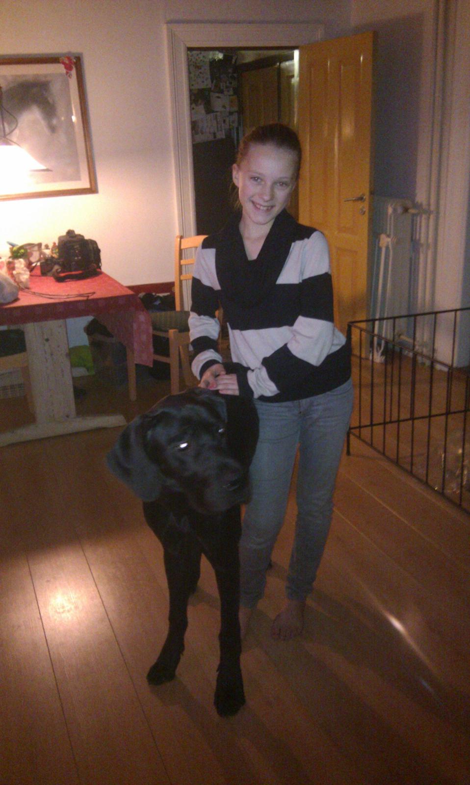 Grand danois Diva R. I.P min smukke engel <3 - neej nu du ikke helt lille mere. her er iva ca 9mdr lige inden hun blev kørt ned :( billede 16