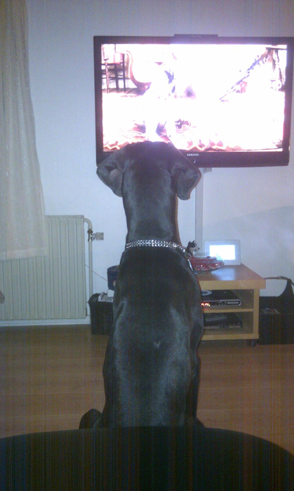 Grand danois Diva R. I.P min smukke engel <3 - ser 101dalmatiner med mor :) billede 17