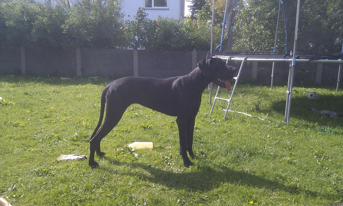 Grand danois Diva R. I.P min smukke engel <3 - så blev du 1år <3  billede 18