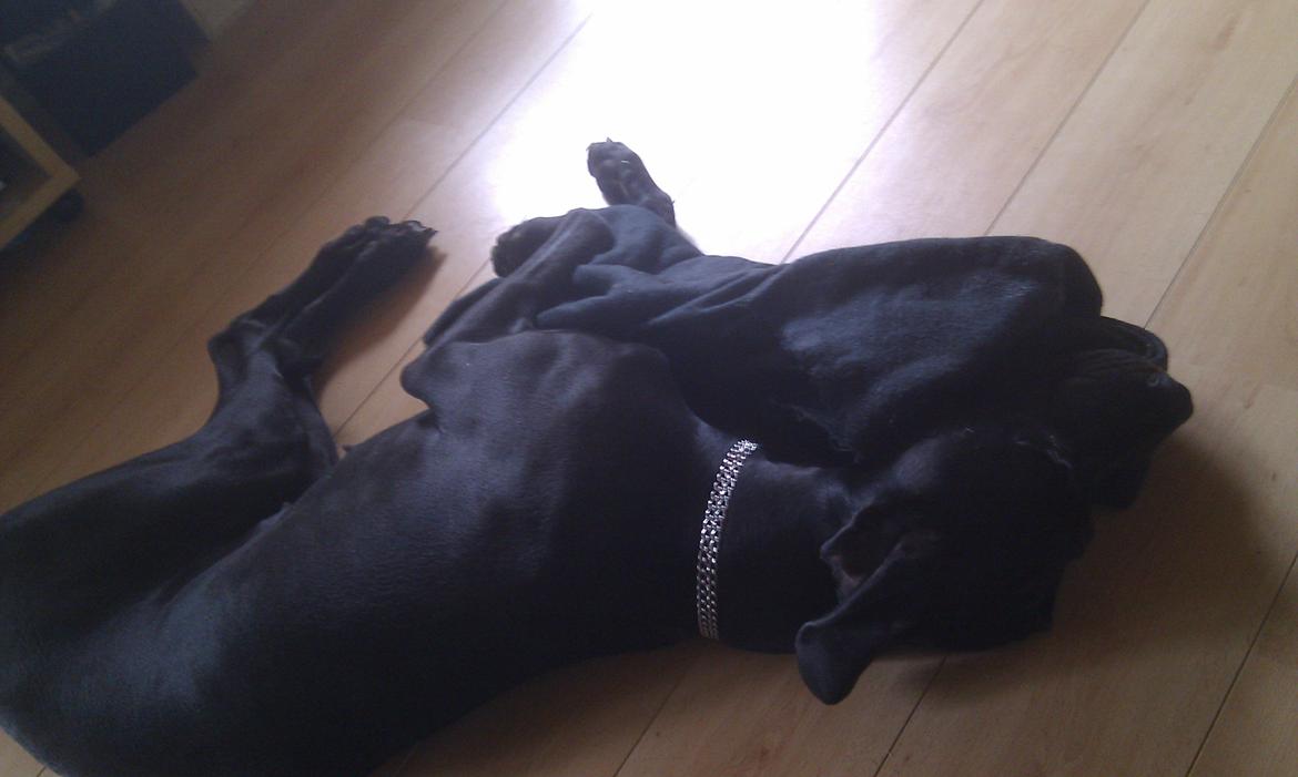 Grand danois Diva R. I.P min smukke engel <3 - meen putte klud bliver man aldrig for stor til ;) billede 19