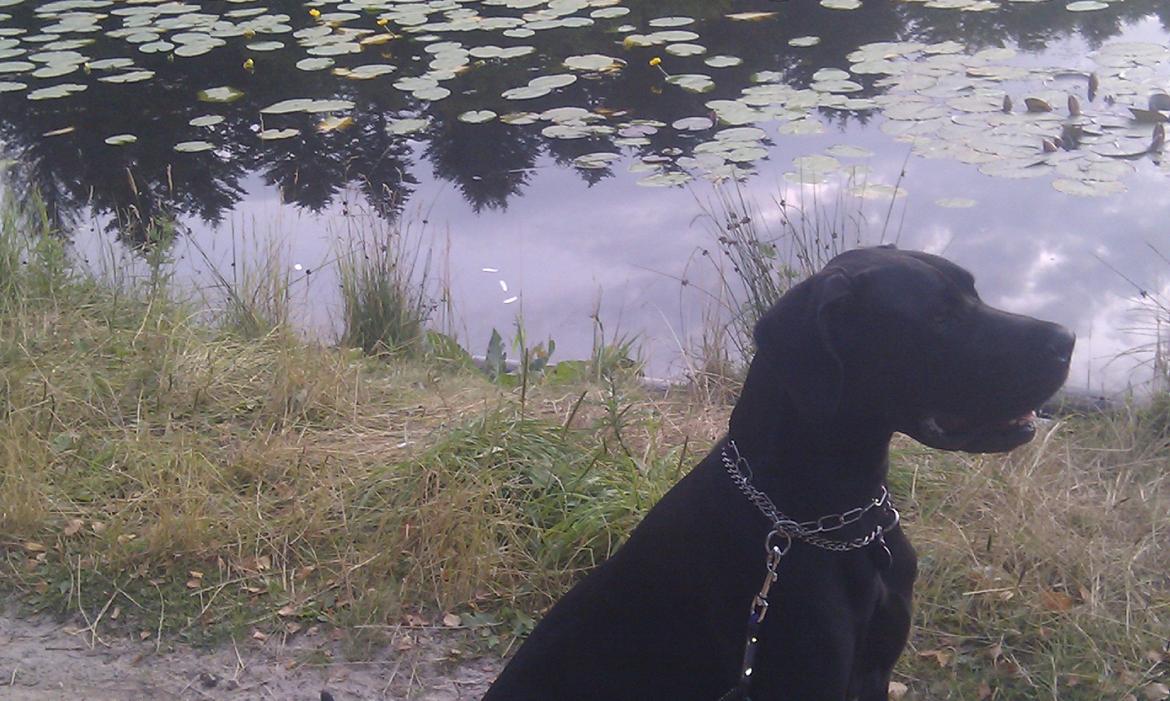 Grand danois Diva R. I.P min smukke engel <3 - tur til tversted søerne - du er nu altid så nem at ha med <3 billede 20