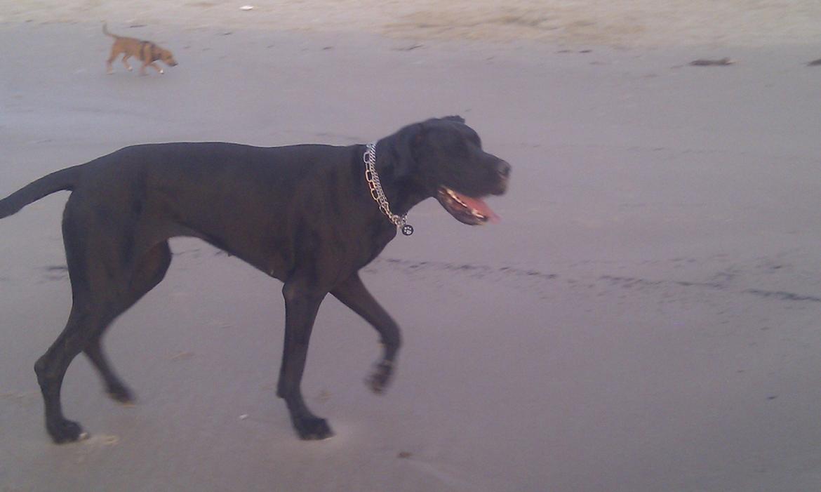 Grand danois Diva R. I.P min smukke engel <3 - men en tur til stranden er nu bedre så får man nemlig lov at løbe løs :) billede 21