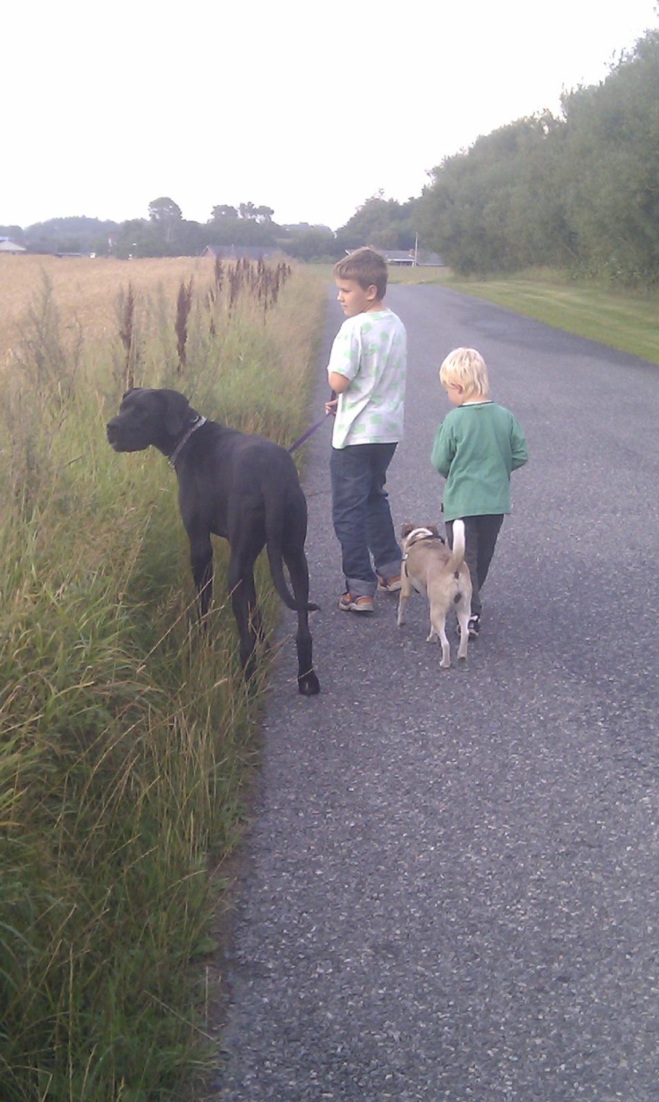 Grand danois Diva R. I.P min smukke engel <3 - hmm ja det godt være du er ældts Molly, men bestemt ikke størst hehe.. ikke så sært i skændes lidt om hvem der skal bestemme :P billede 22