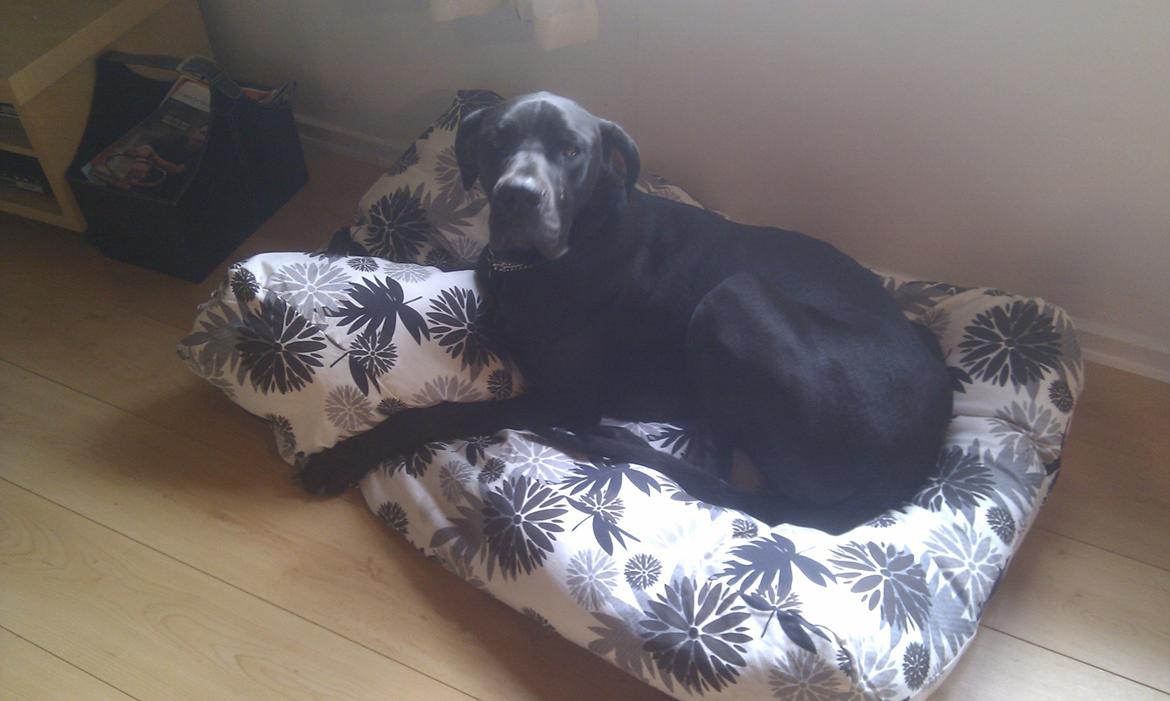 Grand danois Diva R. I.P min smukke engel <3 - 14/8.2013.. ja puha der mange billeder man bliver helt træt :) billede 23