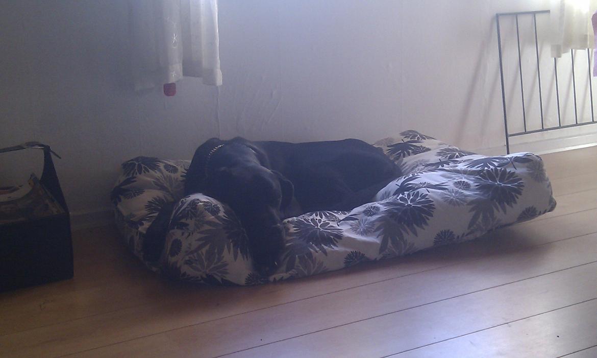 Grand danois Diva R. I.P min smukke engel <3 - nu er jeg træt og vil putte :) Tak for du kigge forbi min profil håber du nød det <3 billede 24