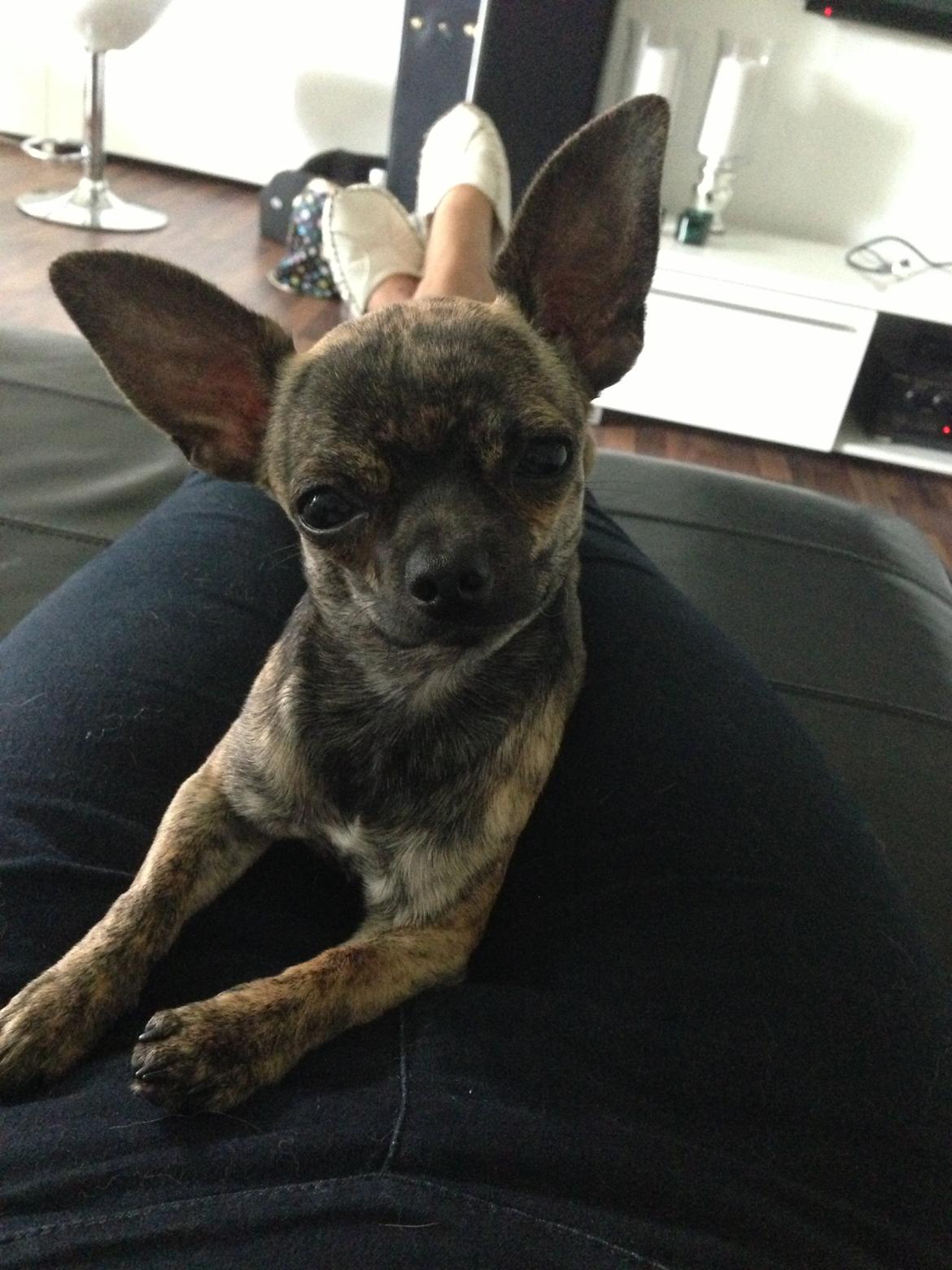 Chihuahua Kenai billede 4