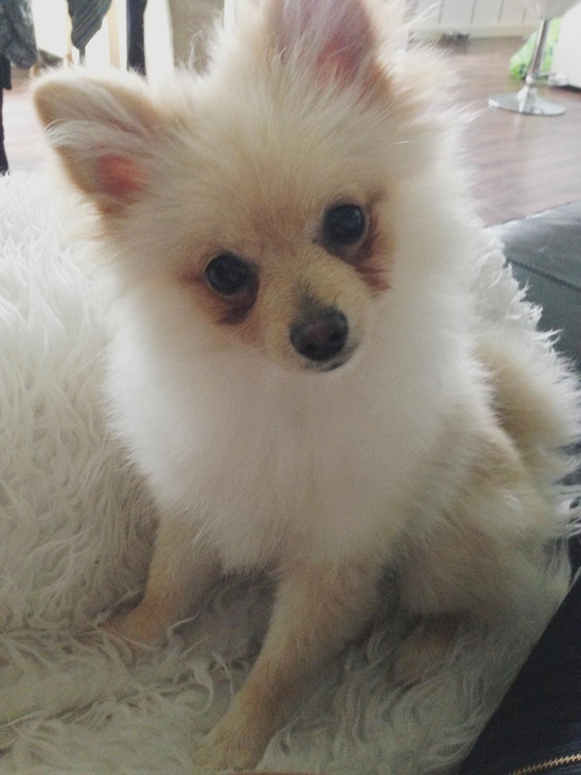 Pomeranian Bella billede 11