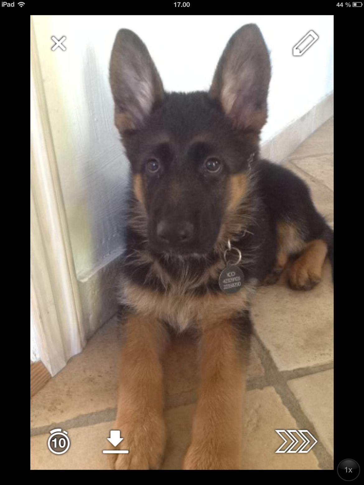 Schæferhund Nørrehedens Ico billede 7