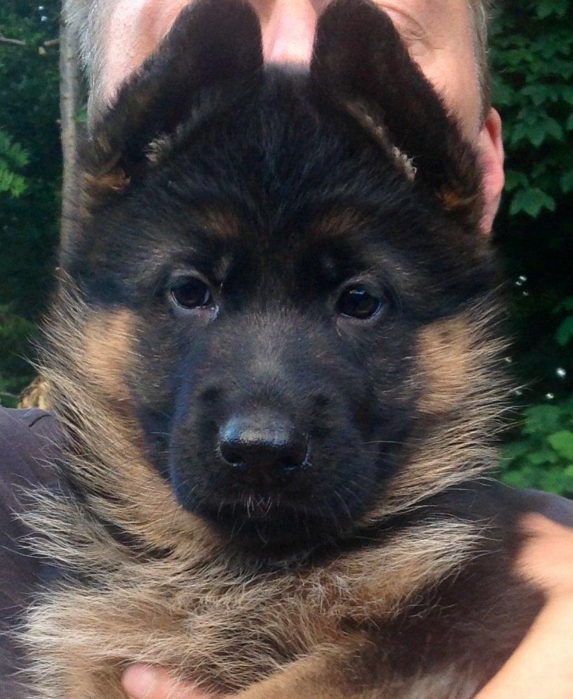 Schæferhund Nørrehedens Ico billede 8