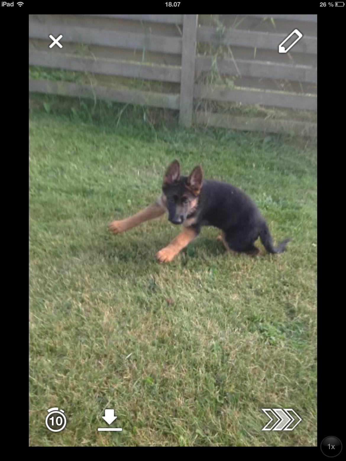 Schæferhund Nørrehedens Ico billede 9