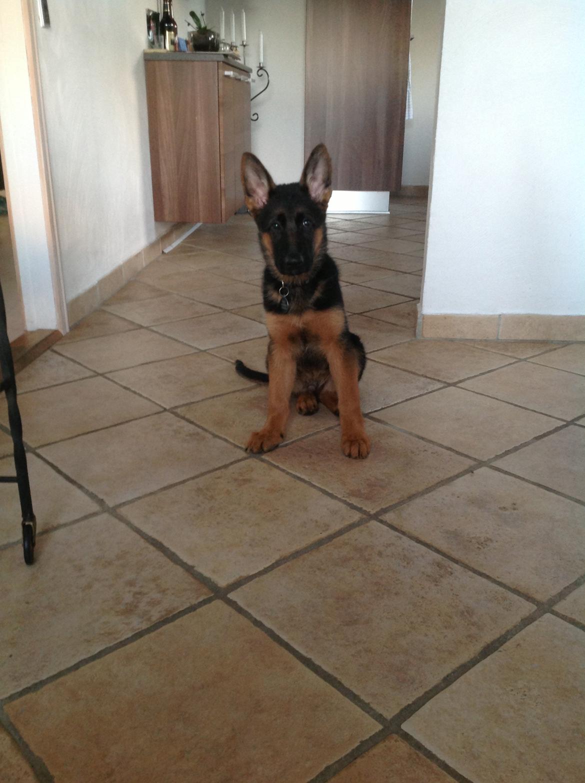 Schæferhund Nørrehedens Ico billede 10