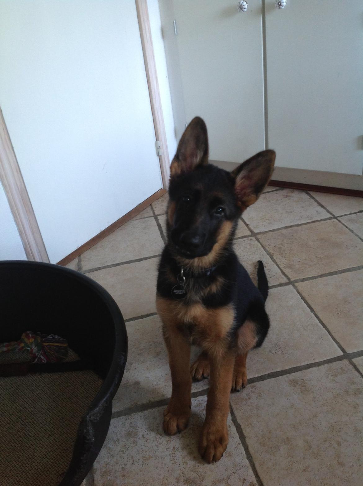 Schæferhund Nørrehedens Ico billede 11