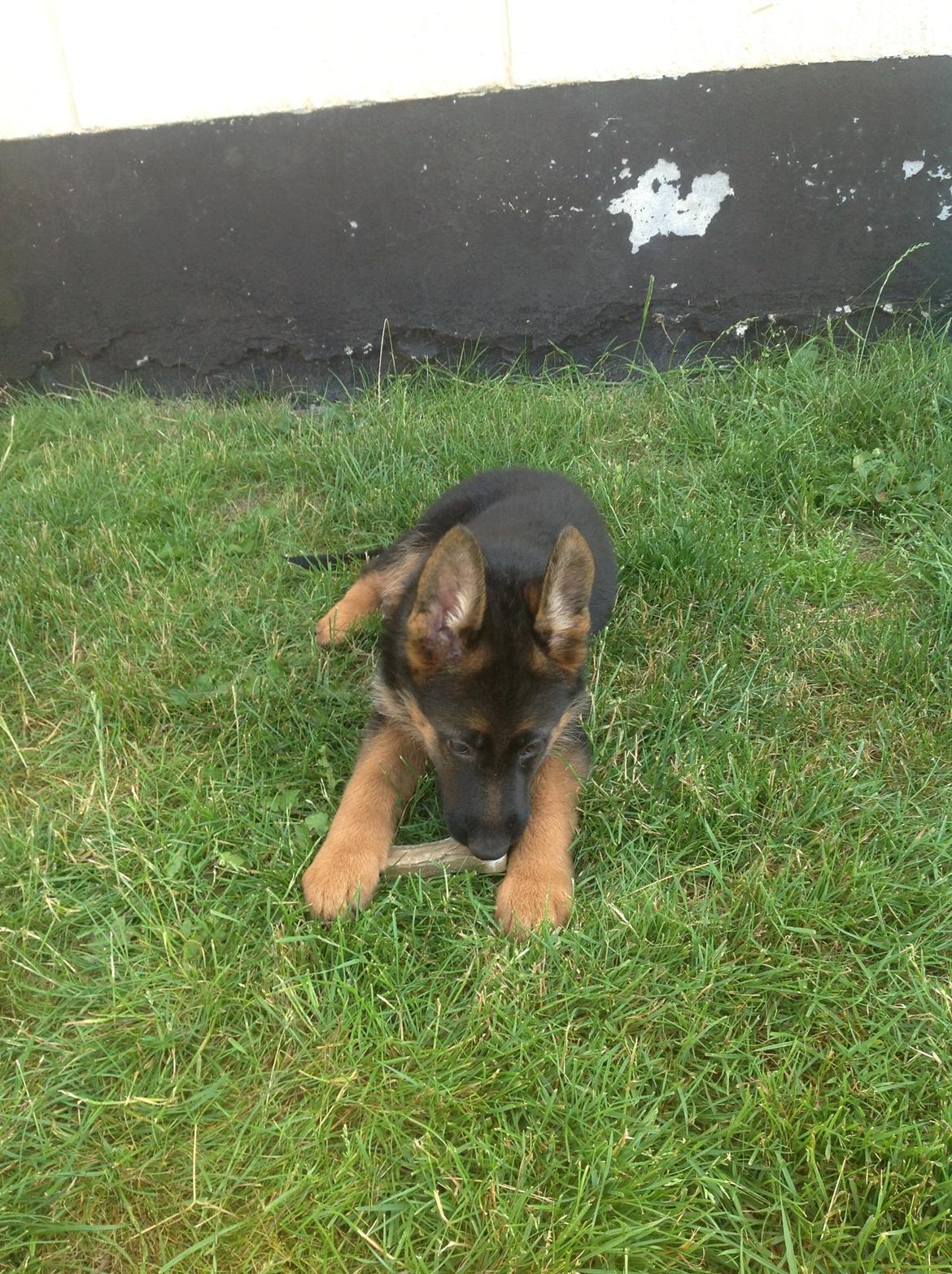 Schæferhund Nørrehedens Ico billede 12