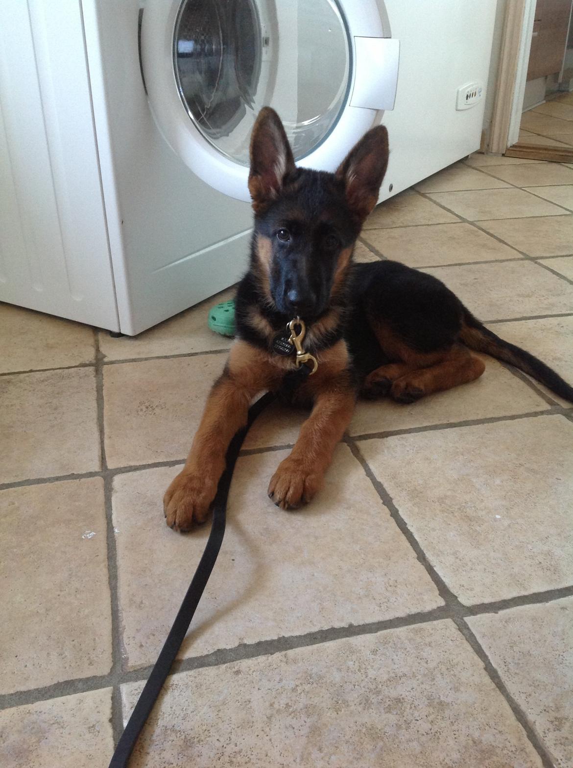 Schæferhund Nørrehedens Ico billede 13