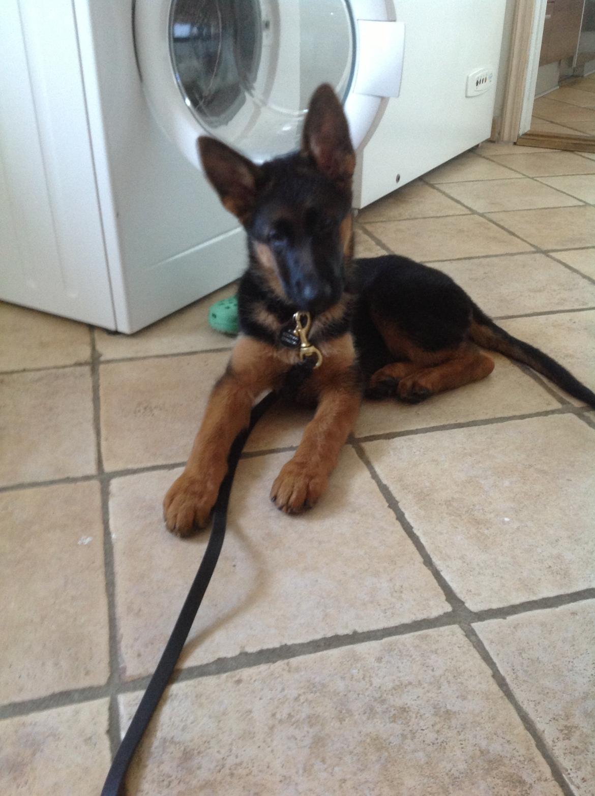 Schæferhund Nørrehedens Ico billede 14