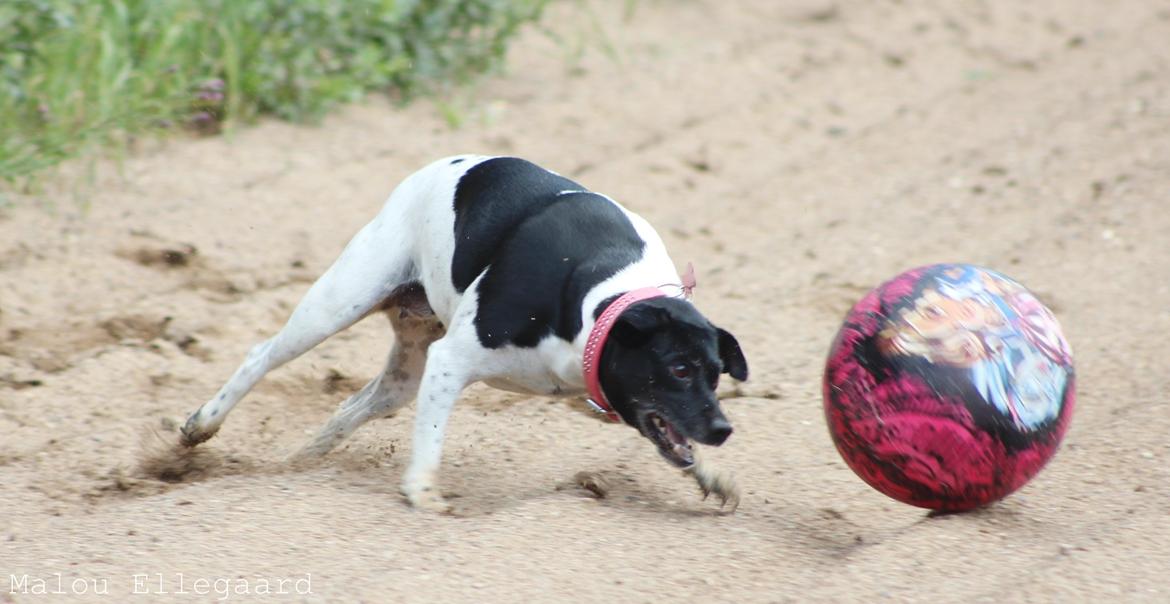 Dansk svensk gaardhund Freja billede 6