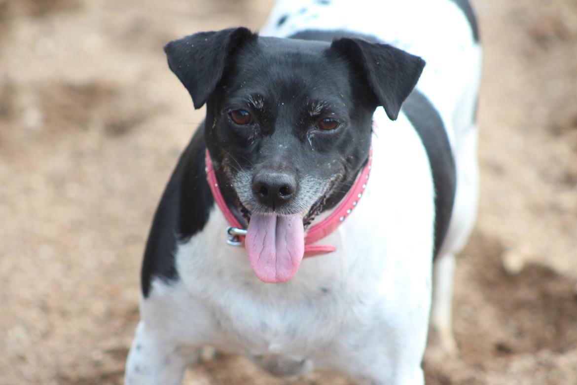 Dansk svensk gaardhund Freja billede 7