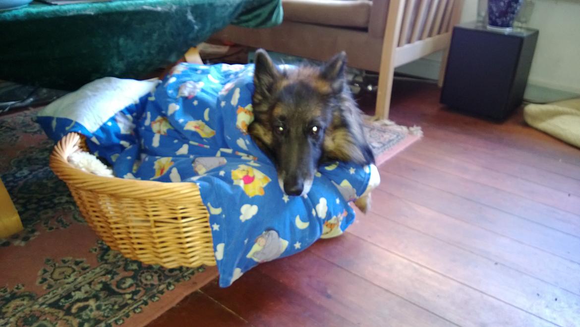 Tervueren Atak - er lige blevet putte under dunen billede 6