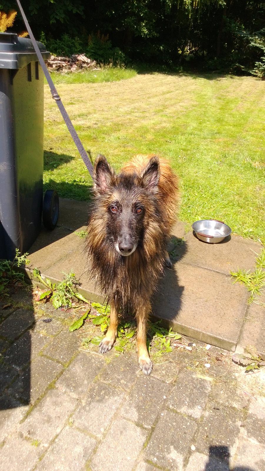 Tervueren Atak - er lige blevet vasket. billede 7